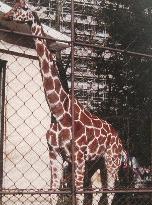 Japan's oldest giraffe dies from natural causes